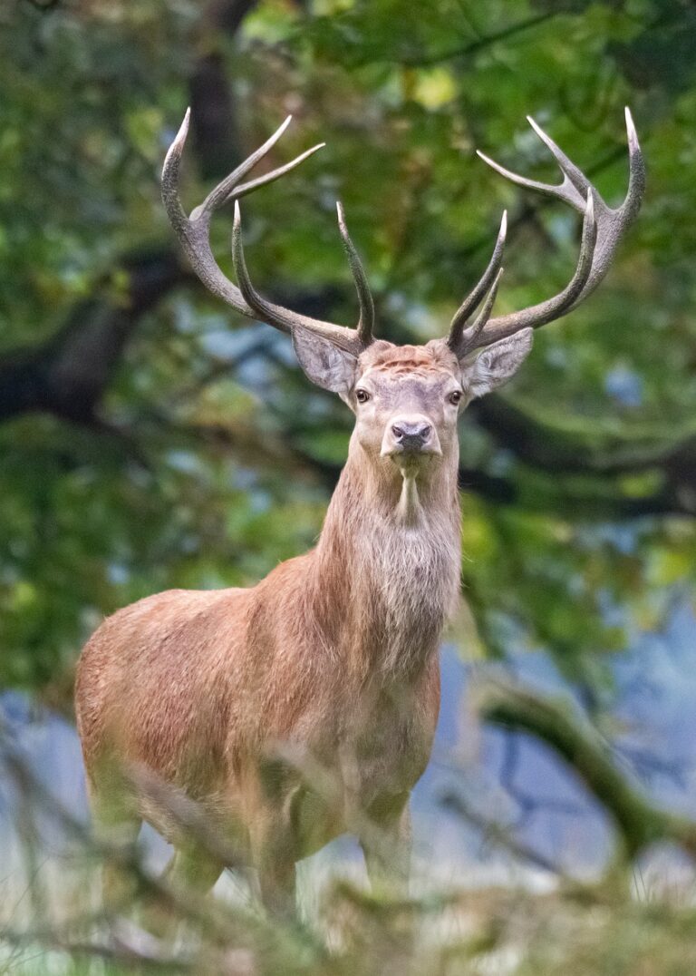 deer, antlers, red deer-5623010.jpg