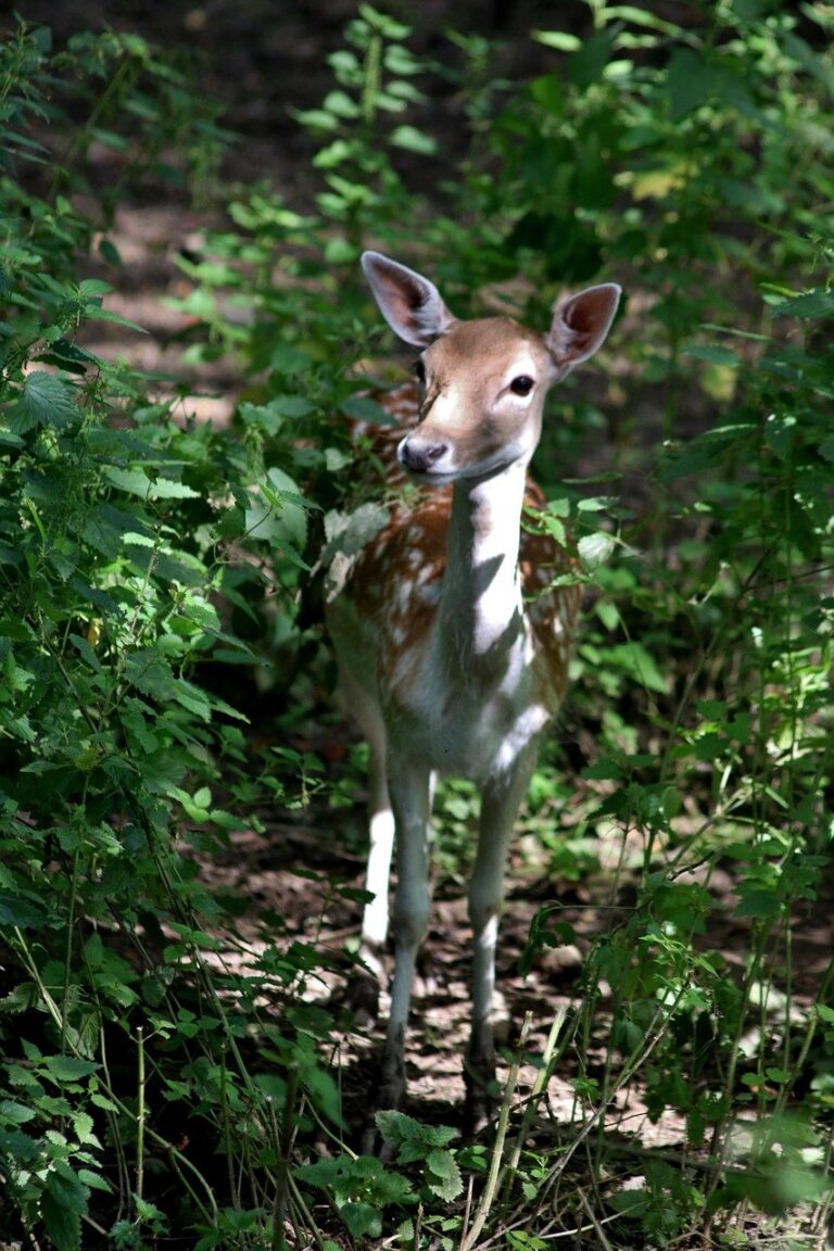 fallow deer, deer, fallow-2702395.jpg