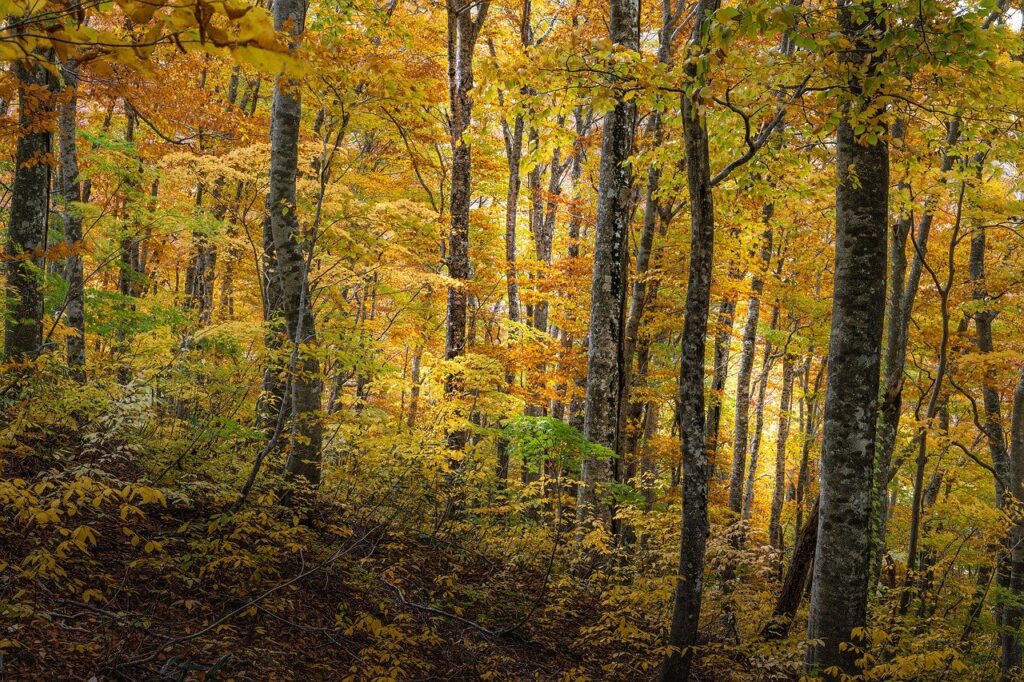 landscape, forest, beech primeval forests of the-4721519.jpg