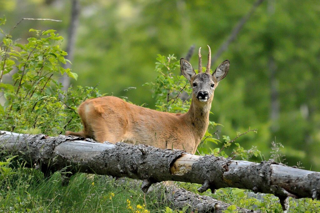 roe deer, nature, animal-3873484.jpg